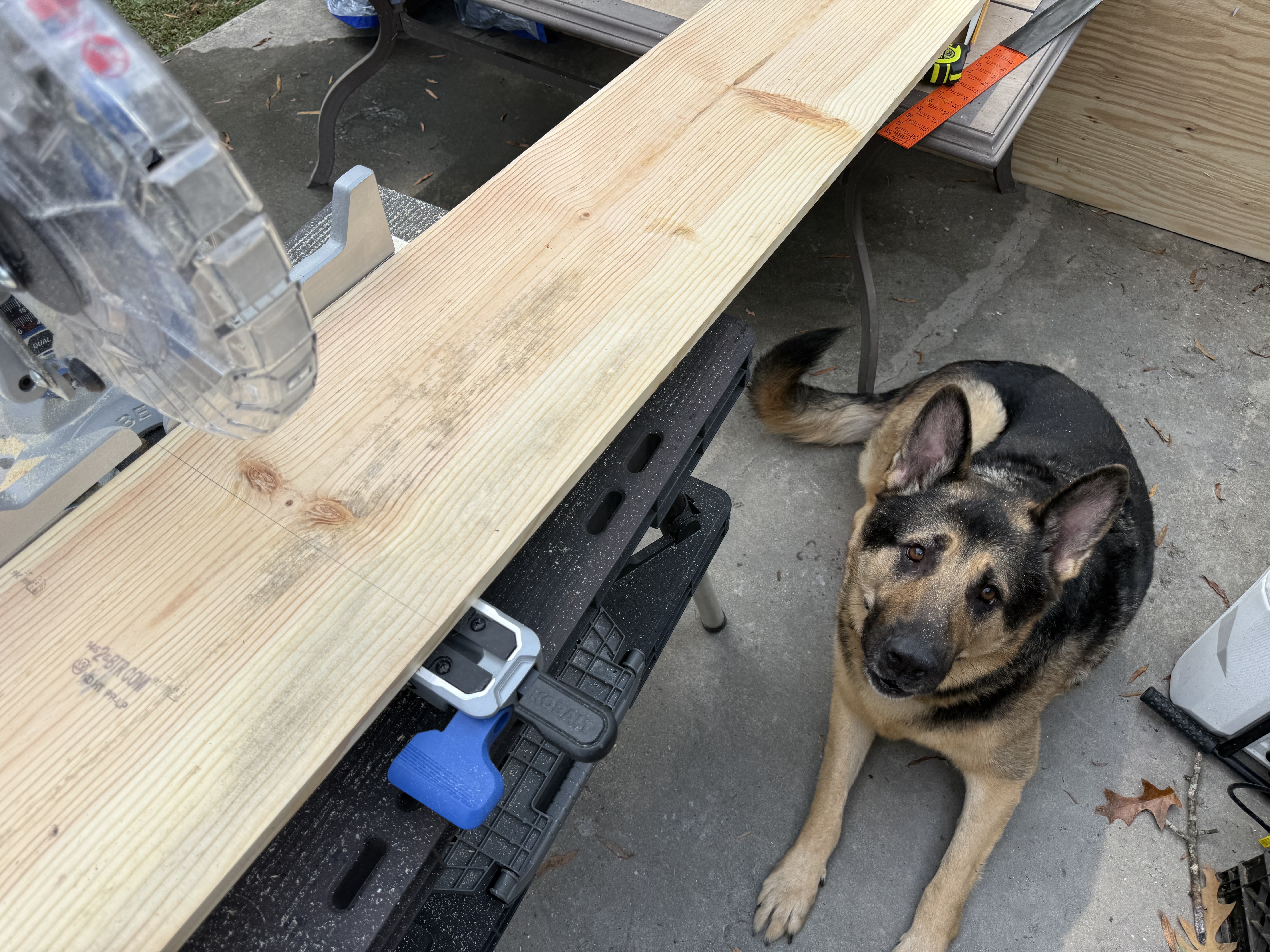 Woodworking tools and a dog resting nearby